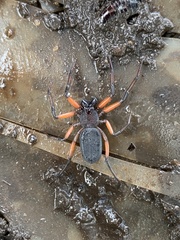Platyoides walteri