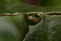 Araneae