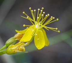 Hypericum ericoides