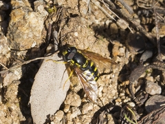 Chrysotoxum intermedium