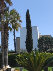Cupressus sempervirens