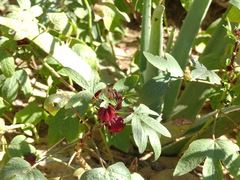 Hibiscus sabdariffa