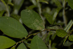 Phyllanthus tenellus