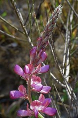 Onobrychis stenorhiza