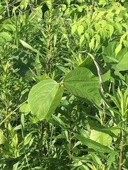Pueraria montana lobata