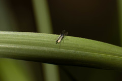 Chironomidae