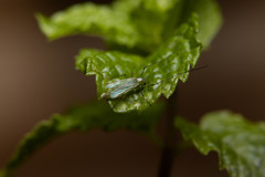 Chironomidae