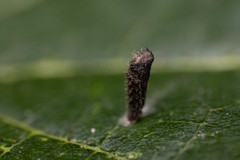 Insecta