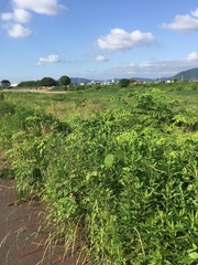 Pueraria montana lobata