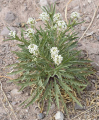 Lepidium alyssoides