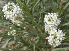 Lepidium alyssoides