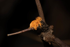 Fungi