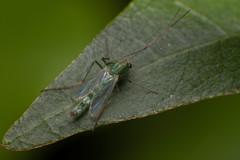 Chironomidae