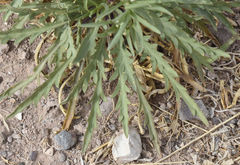 Lepidium alyssoides