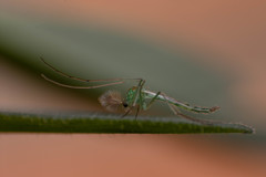 Chironomidae