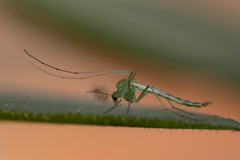 Chironomidae