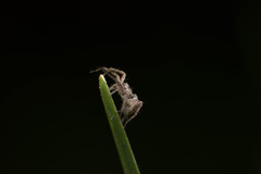 Pisauridae