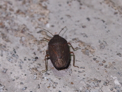 Caystrus obscurus