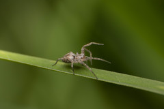 Pisauridae