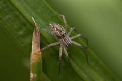 Pisauridae