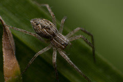 Pisauridae