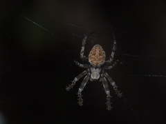 Neoscona menghaiensis