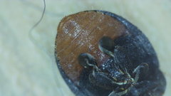 Rhyzobius forestieri