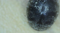 Rhyzobius forestieri