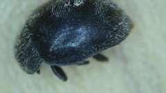 Rhyzobius forestieri