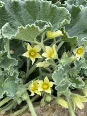 Ecballium elaterium