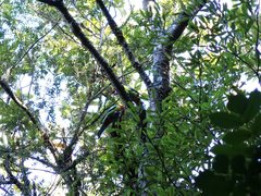 Platycercus eximius eximius