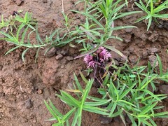 Lepidagathis trinervis