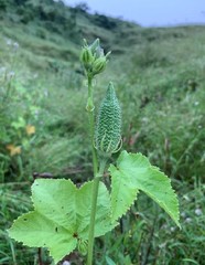 Abelmoschus moschatus tuberosus