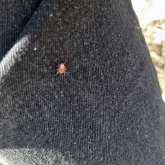 Dermacentor reticulatus