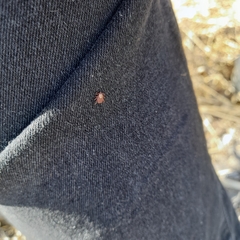 Dermacentor reticulatus