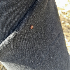 Dermacentor reticulatus