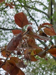 Fagus sylvatica