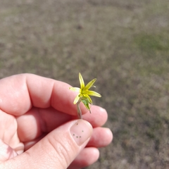 Gagea fragifera