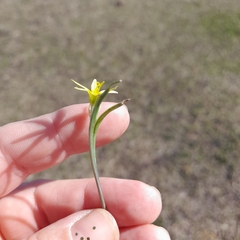 Gagea fragifera