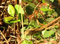 Paliurus spina-christi