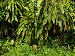 Dracaena fragrans