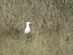 Larus fuscus