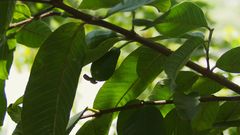 Psidium guajava minor