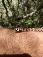 Erythrolamprus almadensis