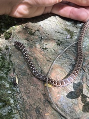 Erythrolamprus almadensis