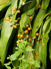 Dracaena fragrans