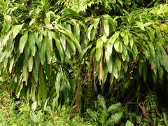 Dracaena fragrans