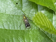 Poecilobothrus nobilitatus