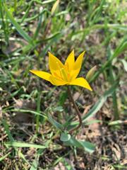 Tulipa sylvestris biebersteiniana
