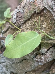 Dolichandra cynanchoides